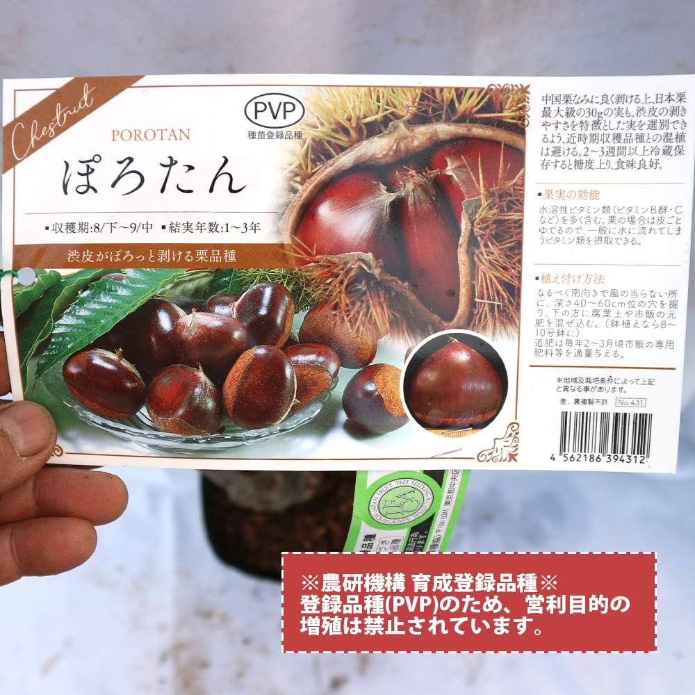 ぽろたん Amazon.co.jp: 